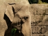 elephant-476525_1920