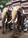 elephants-743304_1280