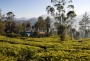 2835519-ceylon-tea-trails-hill-country-sri-lanka