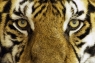 tiger-1155579_1280