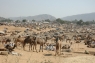 Camel_Fair_Pushkar