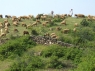 normadic-tribals-with-sheep